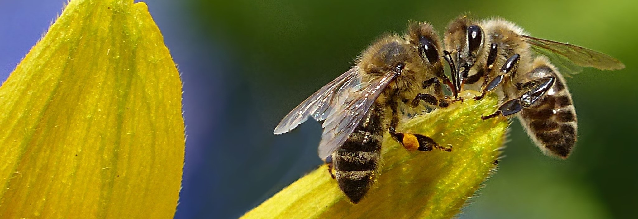 Bees landing on a flower and collecting pollen. Help us save our crops: Save bees!