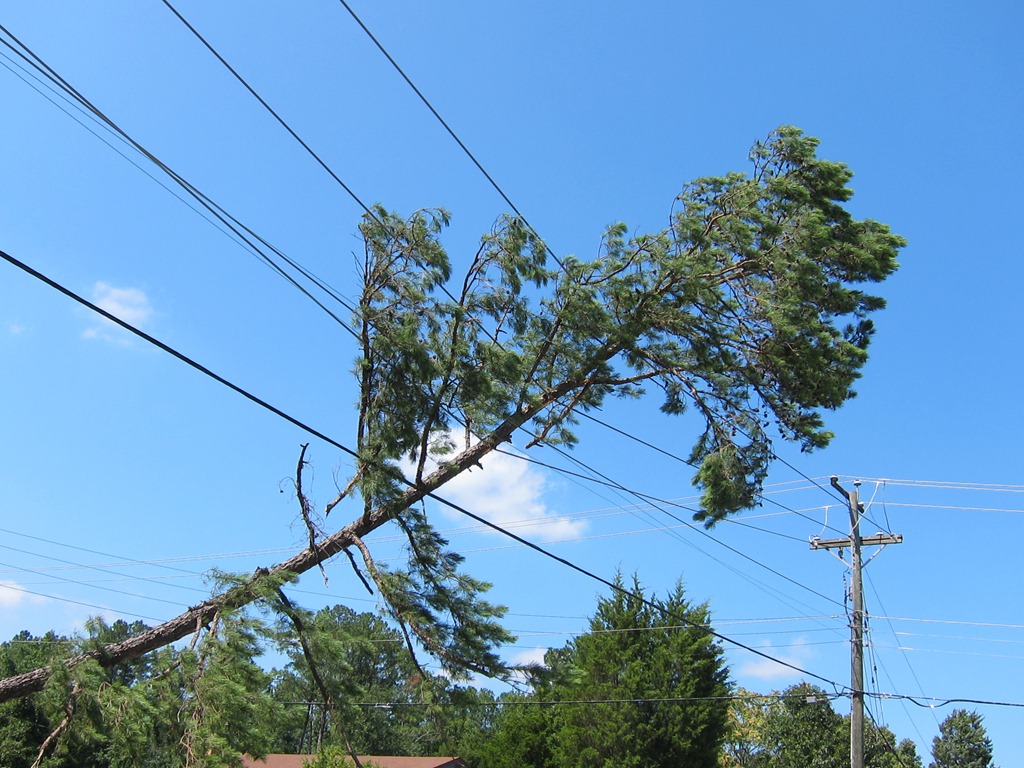 Tree on Power Lines