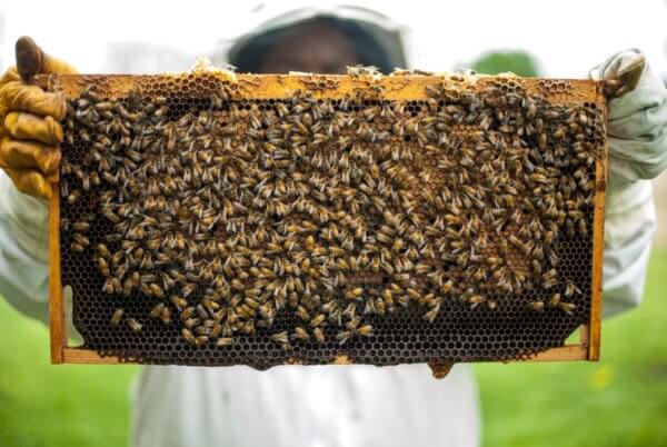 A beekeeper holding up a hive insert teeming with honey and bees!