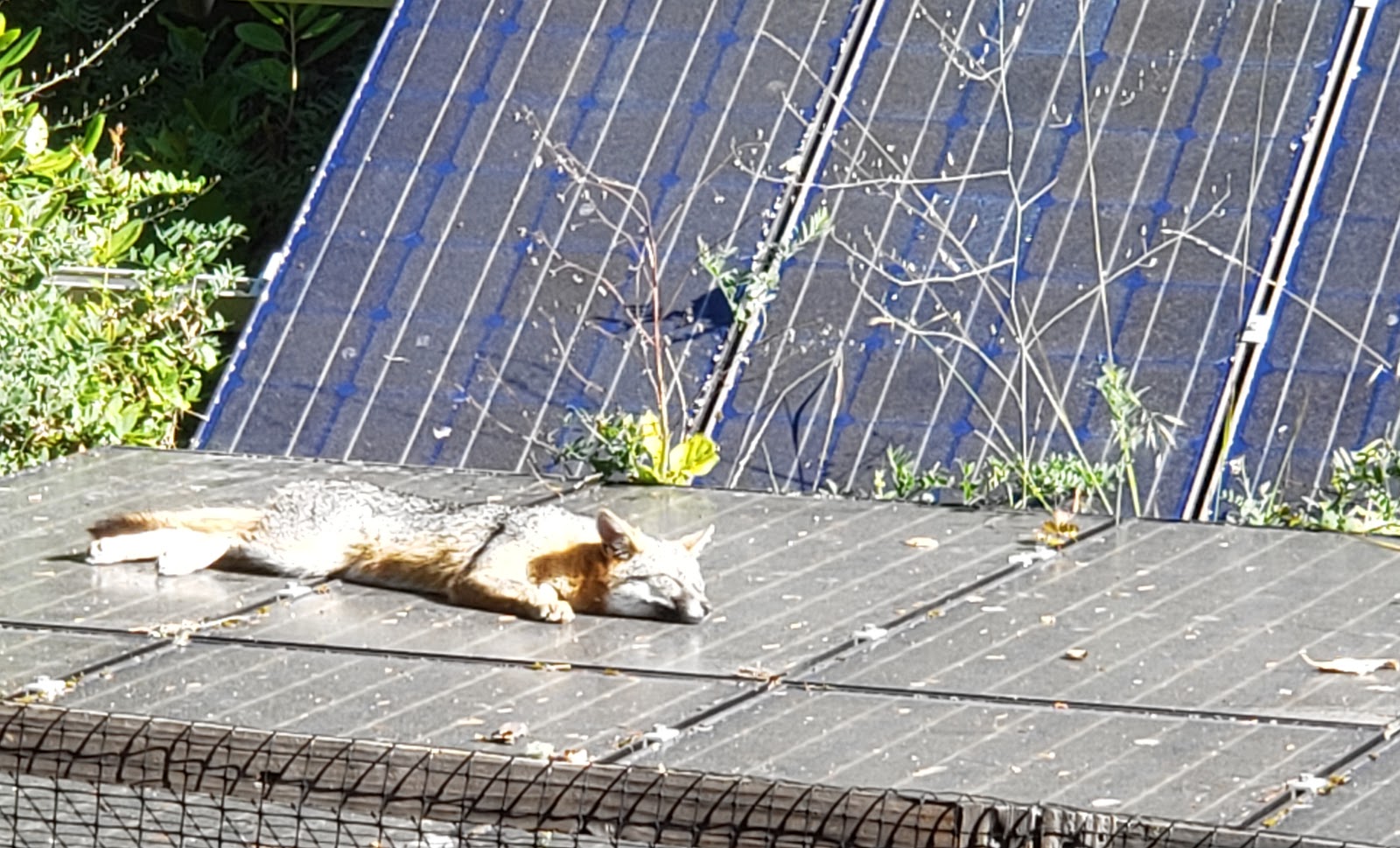 A friendly visitor taking a sun bath on solar panels at the home of Sun Light & Power founder and President, Gary Gerber.
