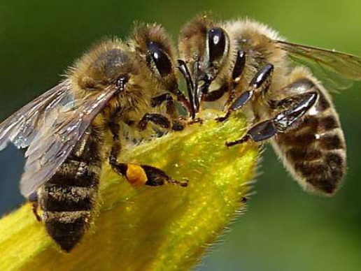 Picture of 2 bees
